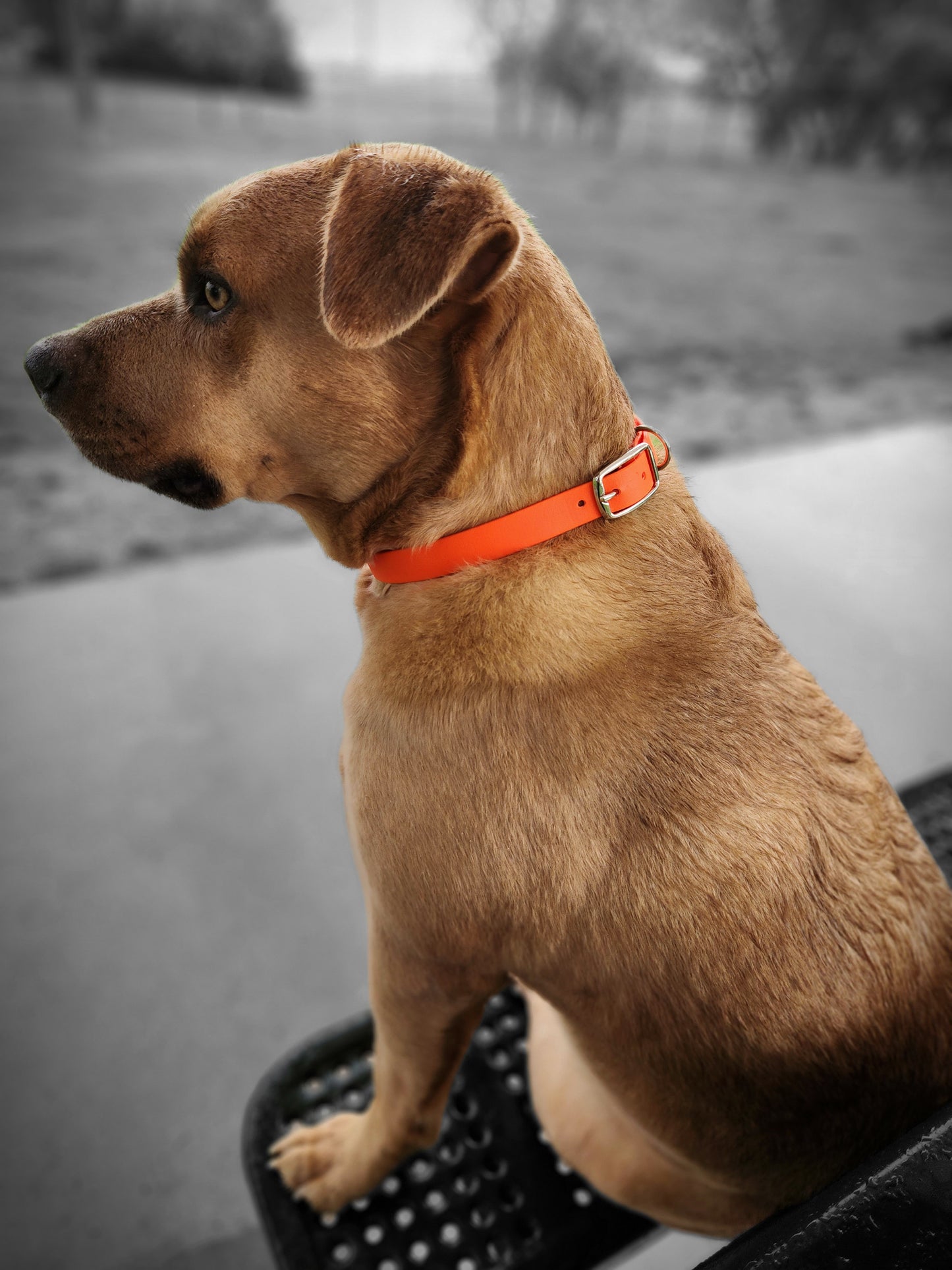 Adjustable Collar- 3/4" Wide Biothane