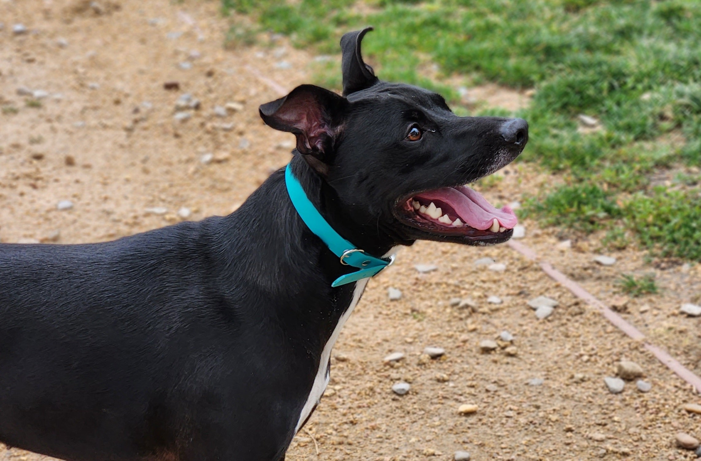 Basenji best sale hound mix